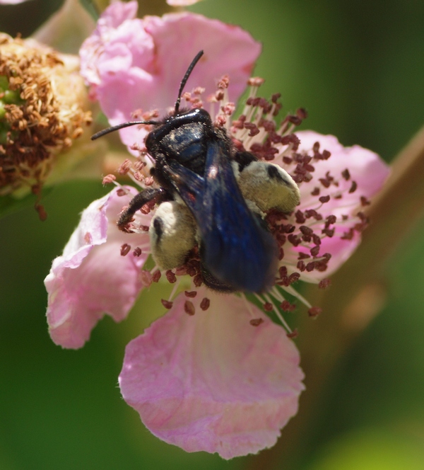 Femmina di Andrena morio